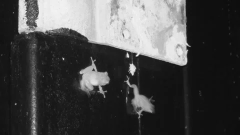 Coqui Frog Pair Frogs on Wall Calling Chirping Breeding Call Song Noise Hawaii Stock Footage 297559570