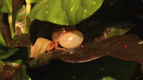 Coqui. Frog from Puerto Rico Stock Footage
