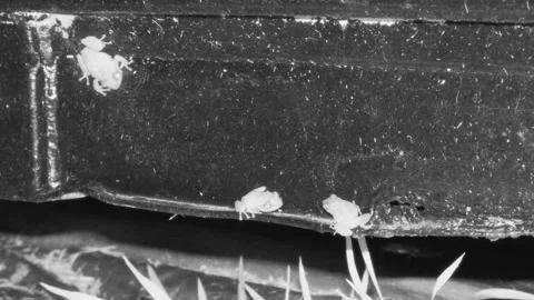 Coqui Frogs on Wall Calling Chirping Breeding Call Song Noise in Hawaii Stock Footage 297559998