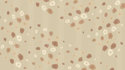 Coquina Shell Stone Cellular Premium Tactile Loop Stock Footage 344029179