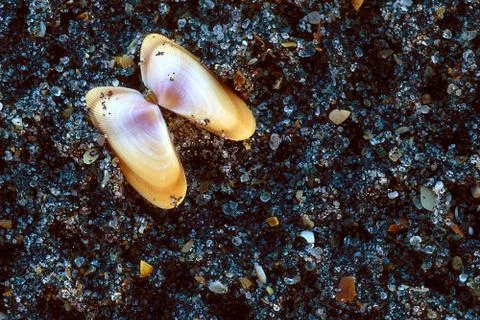 Coquina shells on sand Stock-Fotos