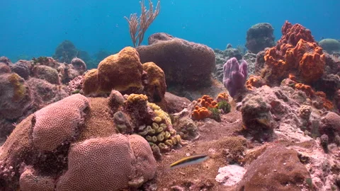 Corail Beauty 4 Video stock 236054222