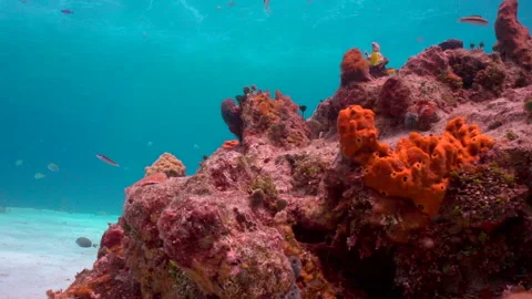 Corail Blue chromis cranup Video stock 236054042