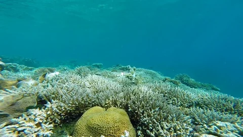 Corail travelling in Mayotte island Stock Footage