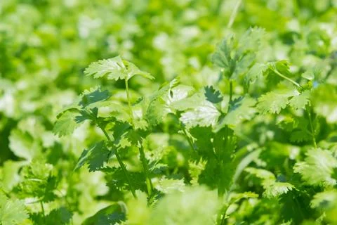 Corainder leaves Stock Photos
