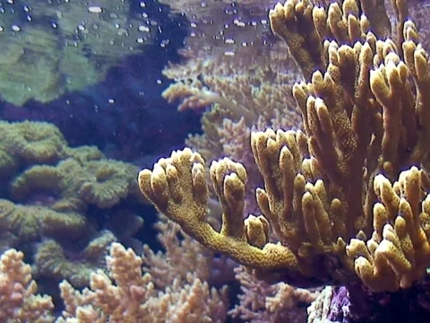 Coral 2 Stock Footage 490324