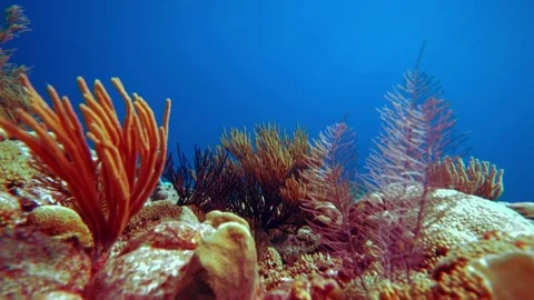 Coral and algae in clear warm tropical water Stock Footage 83356641