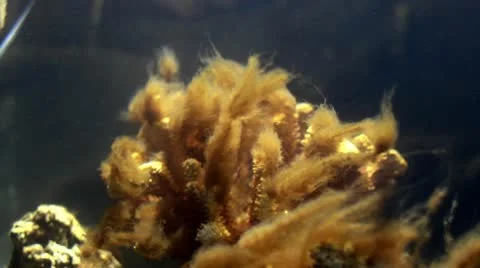 Coral and algae Stock Footage 10744916