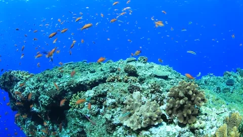 Coral and Anthias Video stock 332002876