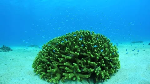 Coral and Damselfish Stock Footage 332003387