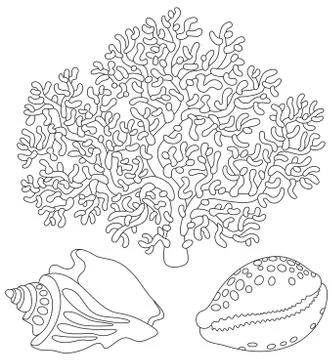 Coral and shells Stock Illustration