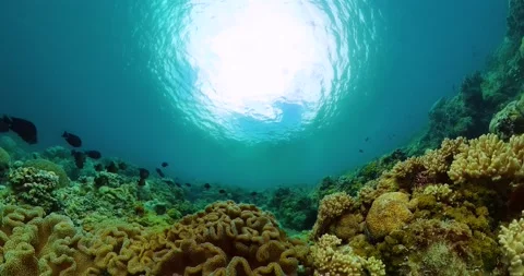 Coral and tropical fish, under water life. Stock Footage 314997449