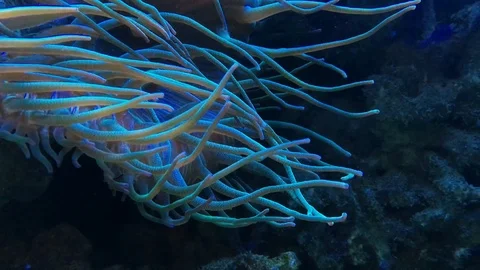 Coral Anemonia video Stock Footage 106531468