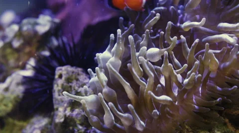 Coral in aquarium medium 2 Video stock 40804766
