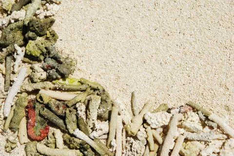 Coral background Stock Photos