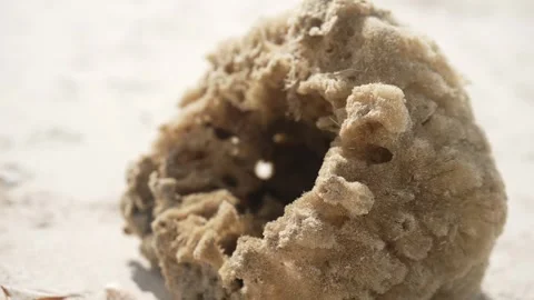 CORAL IN BEACH Vidéo 300052160