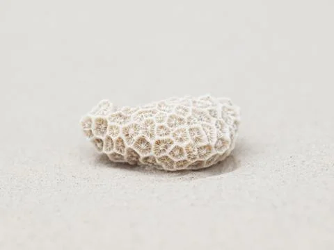 Coral on beach Foto stock
