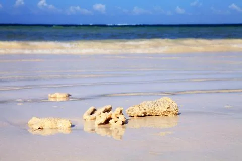 Coral on the beach Stock Photos