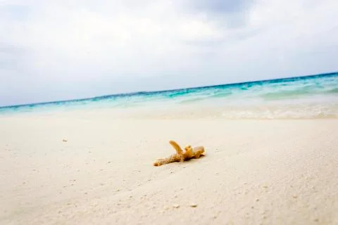 Coral on the Beach Stock Photos