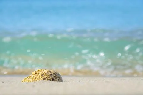 Coral  on the beach Stock Photos