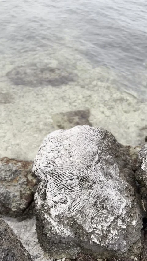 Coral on the beach. Vertical video Stock Footage 299035148