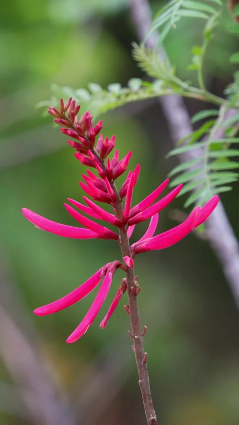 CORAL BEAN FLOWER Stock Footage 280772415