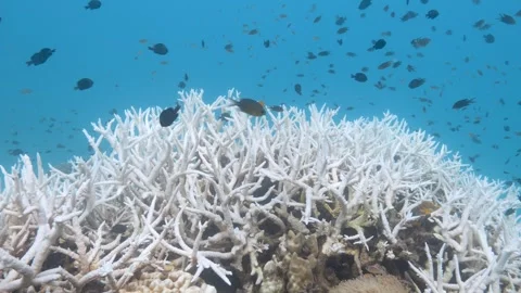 Coral bleaching 1 Stock Footage 277794691