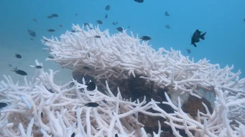 Coral bleaching 2 Stock Footage 277794858