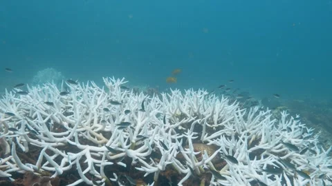 Coral bleaching 2024 Stock Footage 277798020