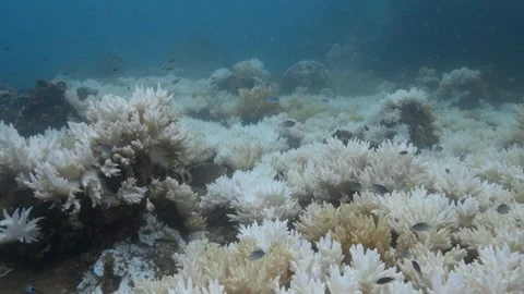 Coral bleaching 3 Stock Footage 277796149