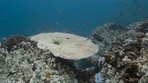 Coral bleaching 4 Stock Footage 277796270