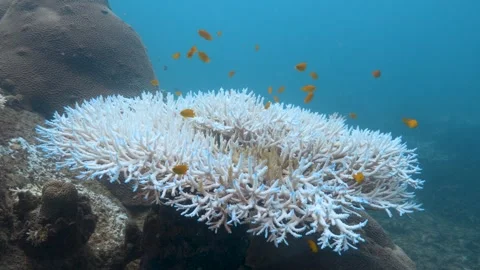 Coral bleaching 5 Stock Footage 277796490