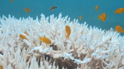 Coral Bleaching event 2024 Stock Footage 277797819