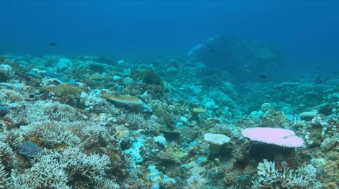 Coral bleaching Vídeo Stock 67719078