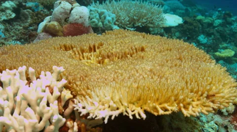 Coral bleaching Stock Footage