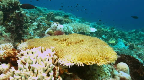 Coral bleaching Stock Footage