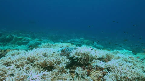 Coral bleaching Stock Footage 67724723