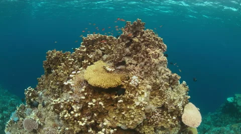 Coral bleaching Stock Footage 68721411