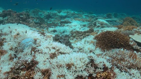 Coral bleaching Vidéo 70467747