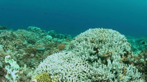Coral bleaching Stock Footage 70470374