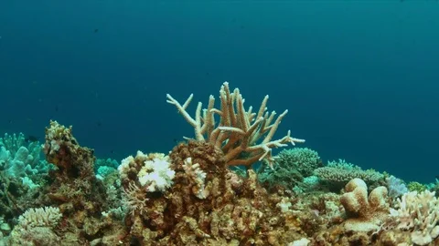 Coral bleaching Stock Footage 70473254