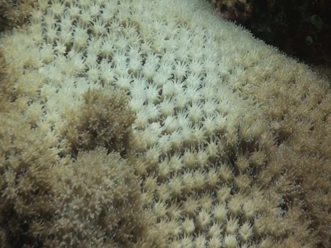 Coral bleaching Video stock 98503737