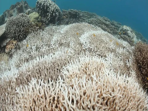 Coral bleaching Video stock 98503763