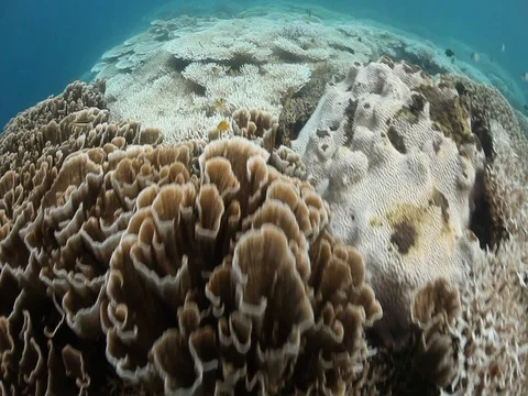Coral bleaching Video stock 98503908