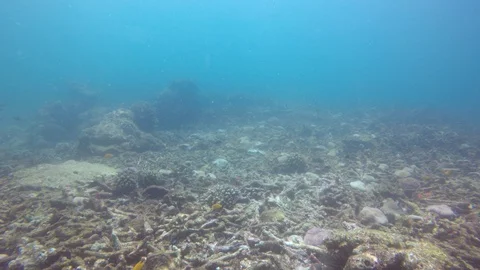 Coral bleaching Stock Footage 129139468