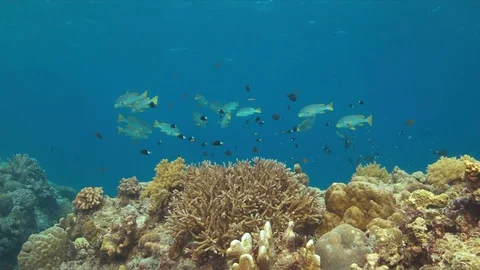 Coral bleaching occurs. Stock Footage 72705029