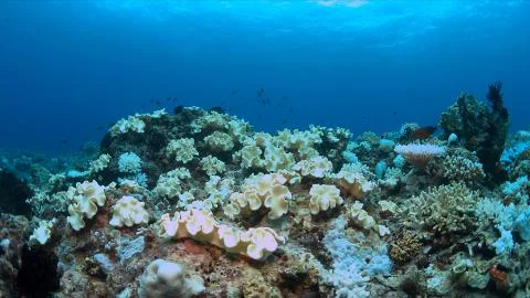 Coral bleaching Stock Photos