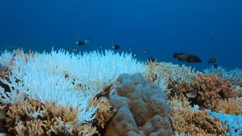 Coral bleaching Stock Photos