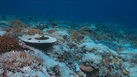 Coral bleaching Stock Photos