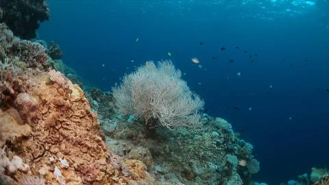 Coral bleaching Stock Photos